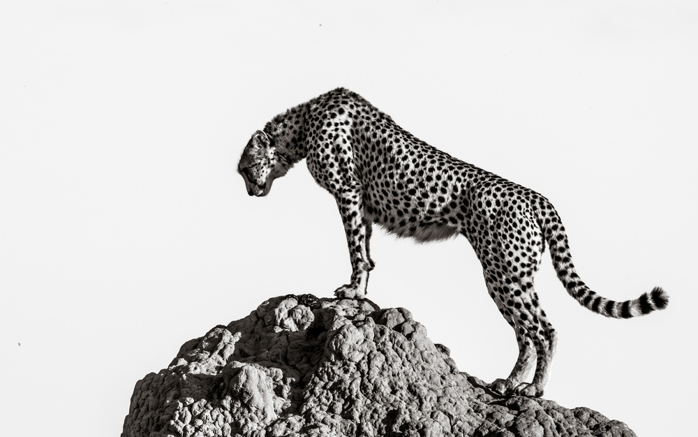 Cheetah On The Rocks by ali — canvas wall art