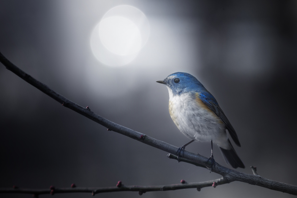 Serene Blue Bird Bokeh by Takashi Suzuki — canvas wall art
