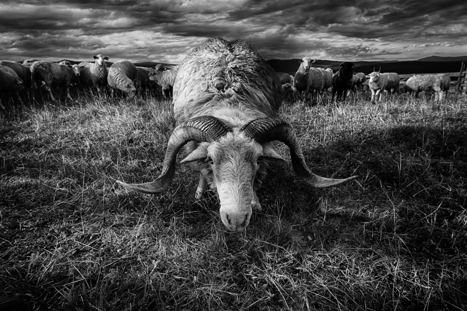 Dramatic Ram Portrait by Peter Majkut — canvas wall art