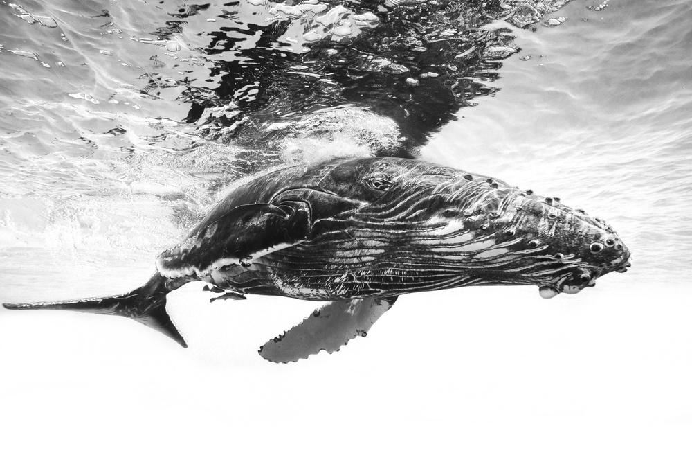 Majestic Humpback Whale by Barathieu Gabriel — canvas wall art