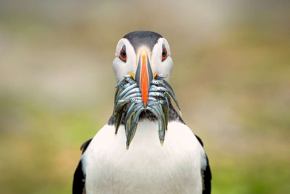 Puffin's Catch of the Day by fegari — canvas wall art