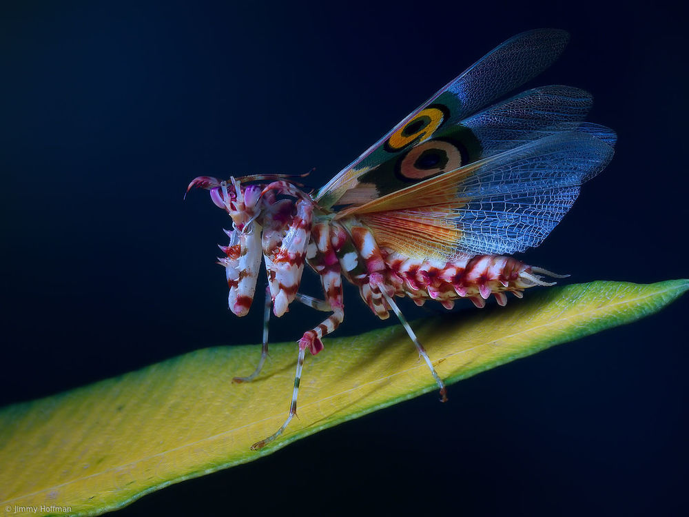 Orchid Mantis Display by Jimmy Hoffman — canvas wall art