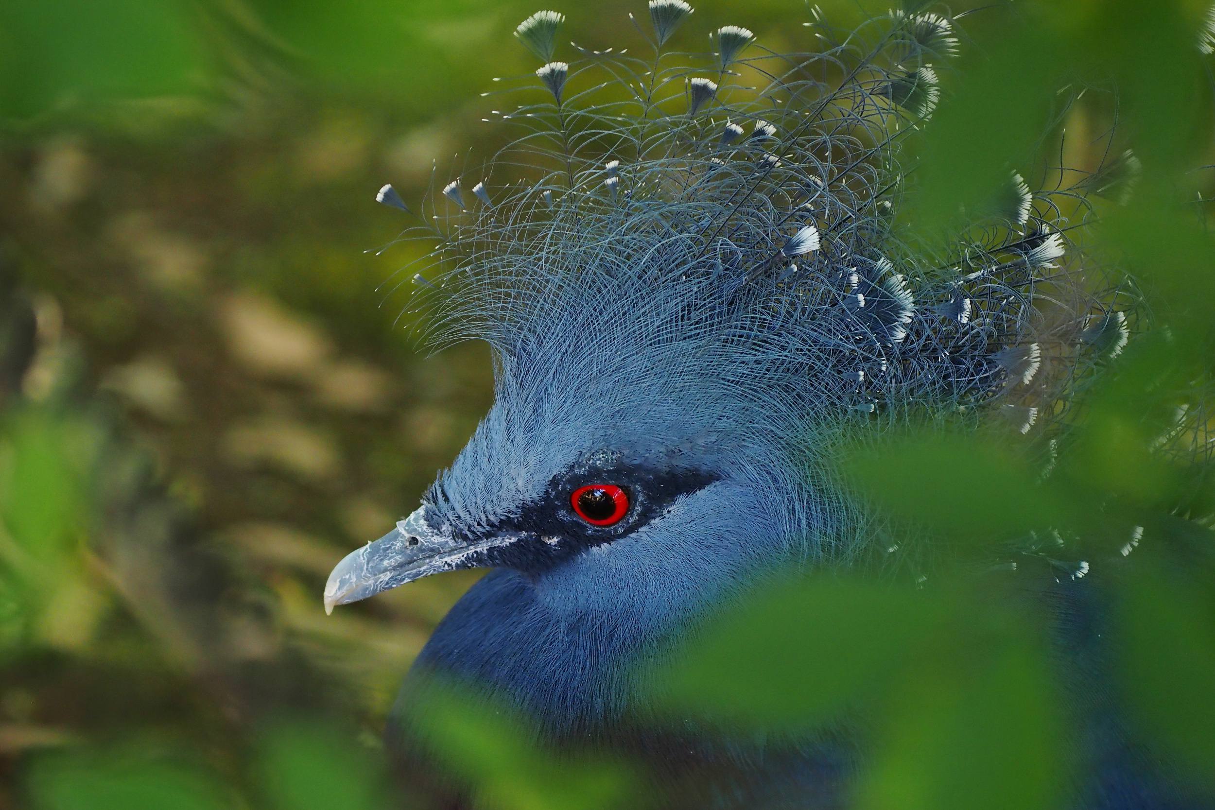 Spotted Dove by 中林 光次
