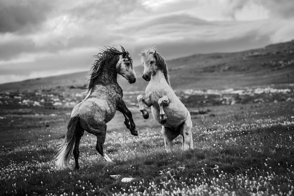Wild Horses Rearing by Vedran Vidak — canvas wall art