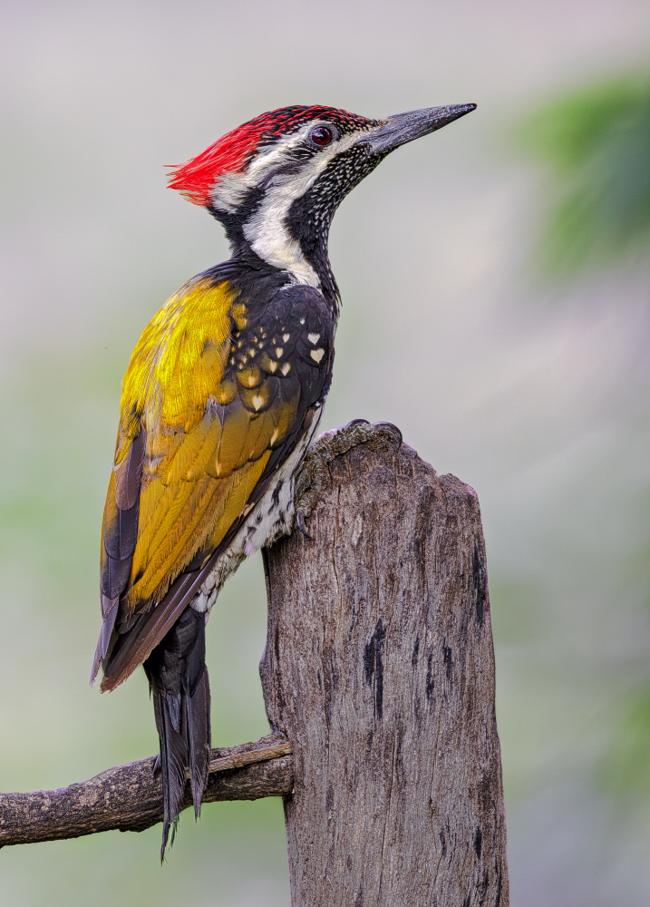 Red Crested Woodpecker by Rahul Wedpathak — canvas wall art