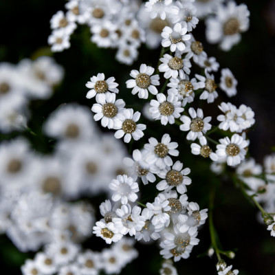 Moody Summer Flowers