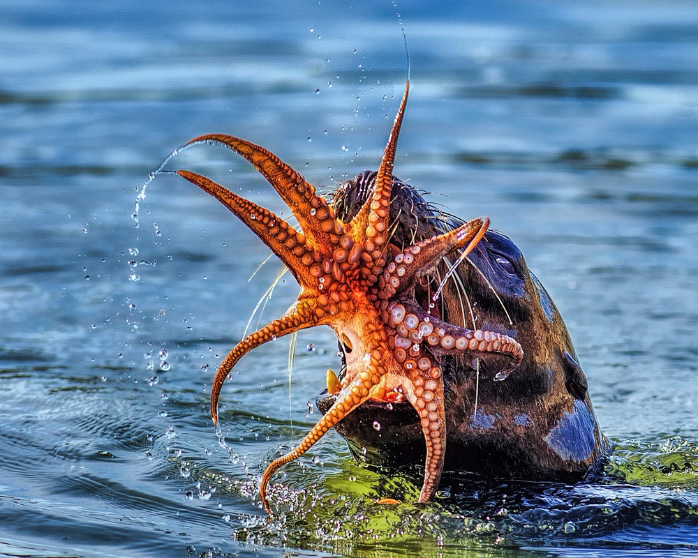 Otter Octopus Struggle by Andrew J. Lee — canvas wall art