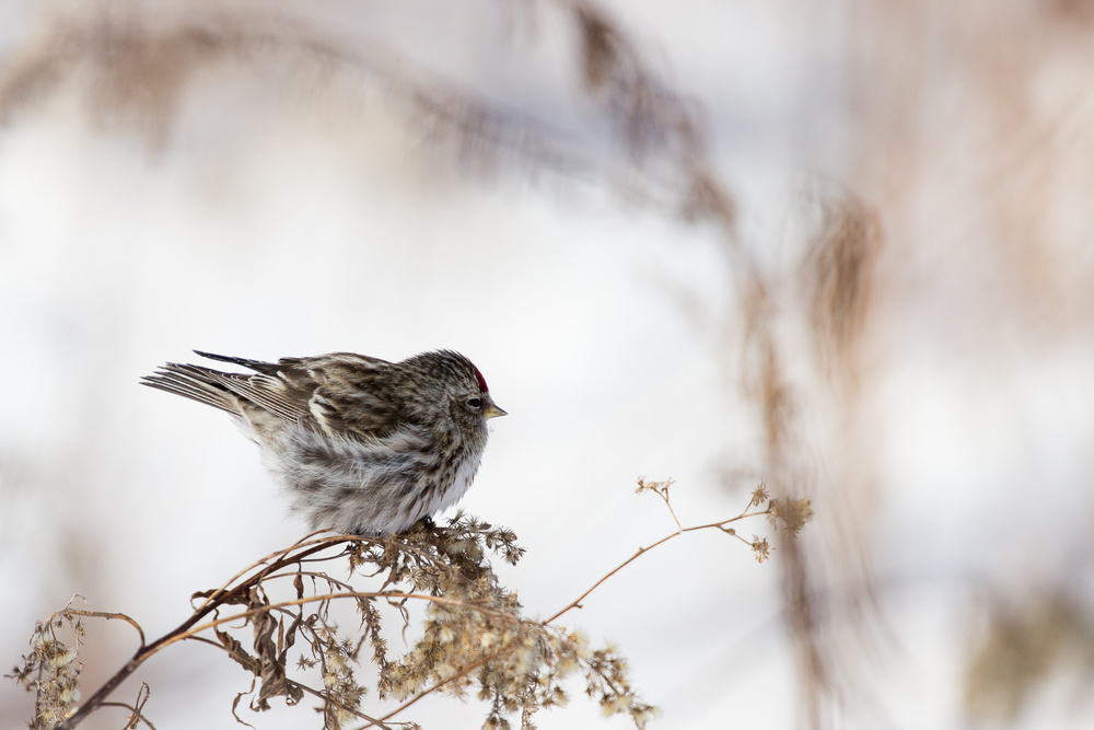 Winter Redpoll Perched by Dusan Ljubicic — canvas wall art
