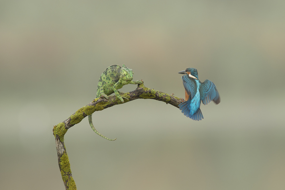 Chameleon Kingfisher Encounter by Eyal Amer — canvas wall art