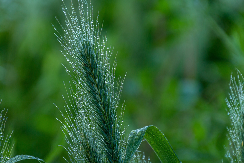 Dewy Green Grain by GuruShots — canvas wall art