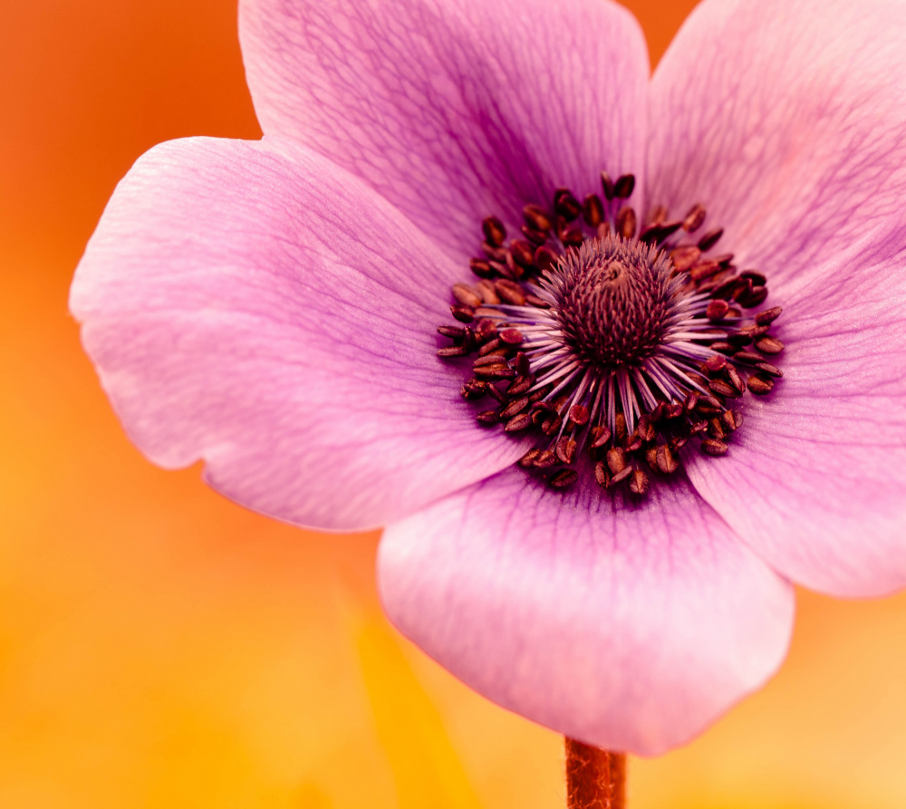 Vibrant Purple Bloom by Art Lionse — canvas wall art