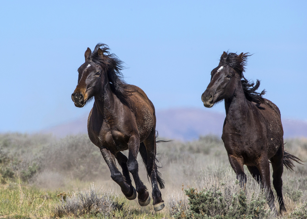 Wild Horses Galloping Free by verdon — canvas wall art