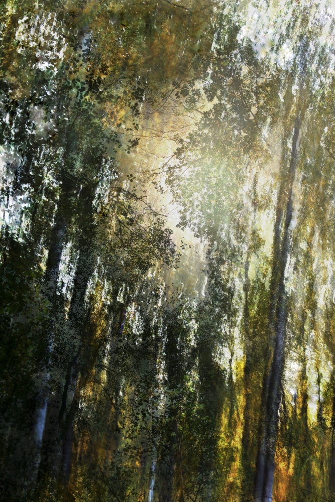 Golden Forest Light by Christina Sillen — canvas wall art