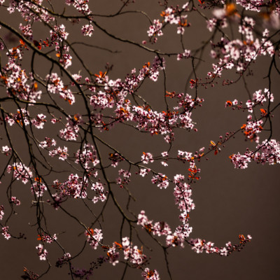 Soft Glowing Blossoms