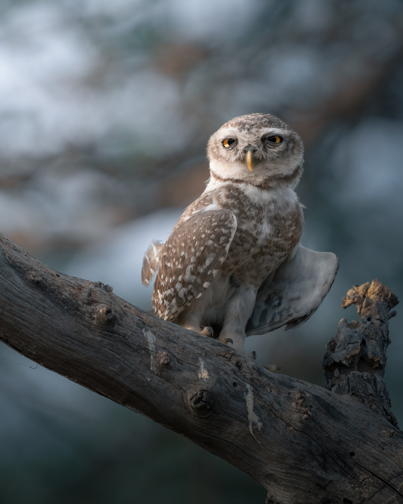 Spotted Owl Watch by Chaitanya Rawat — canvas wall art