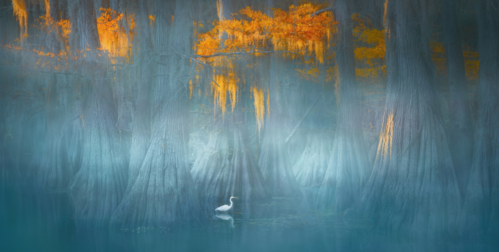 Misty Cypress Egret by Catherine Wang — canvas wall art
