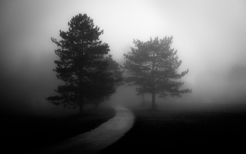Misty Forest Path by Riccardo Lucidi — canvas wall art