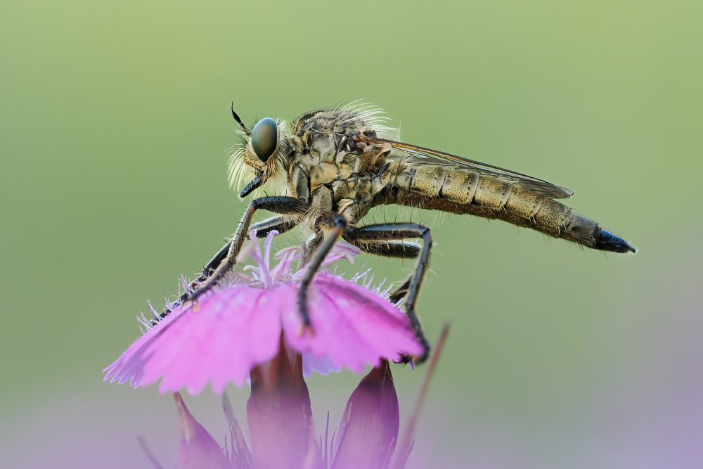 Robber Fly on Pink Flower by Rostislav Kralik — canvas wall art