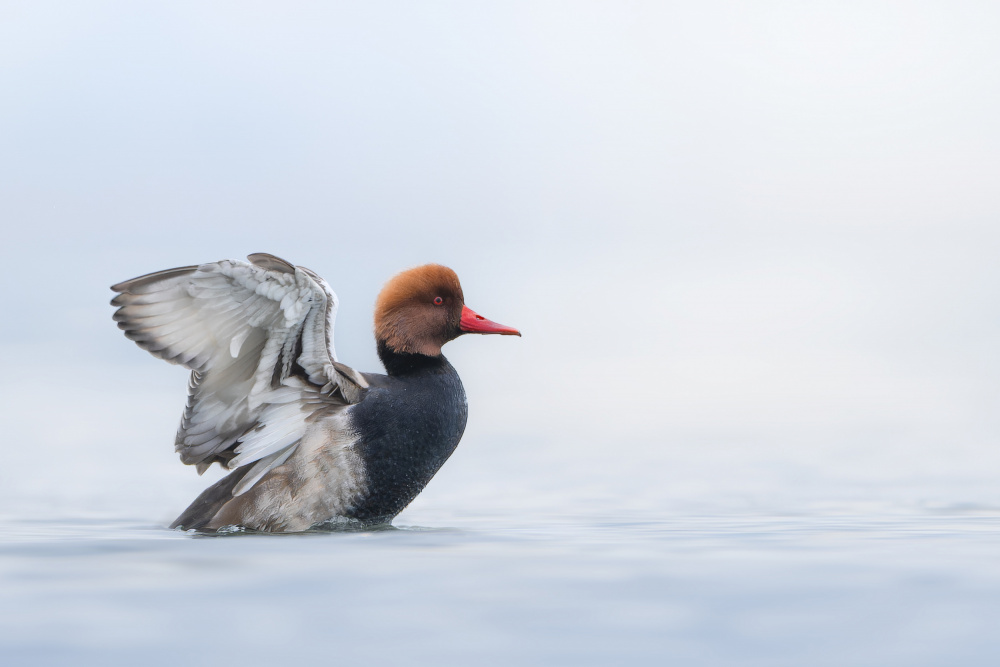 Red-crested Pochard Wings by Tom Meier — canvas wall art