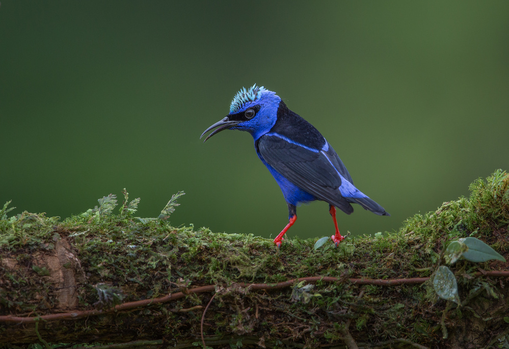 Vibrant Blue Jungle Bird by Greg Barsh — canvas wall art