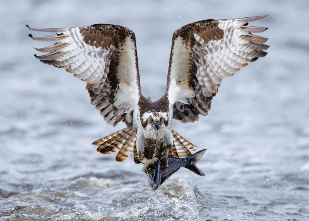 Osprey Fish Catch by Johnny Chen — canvas wall art