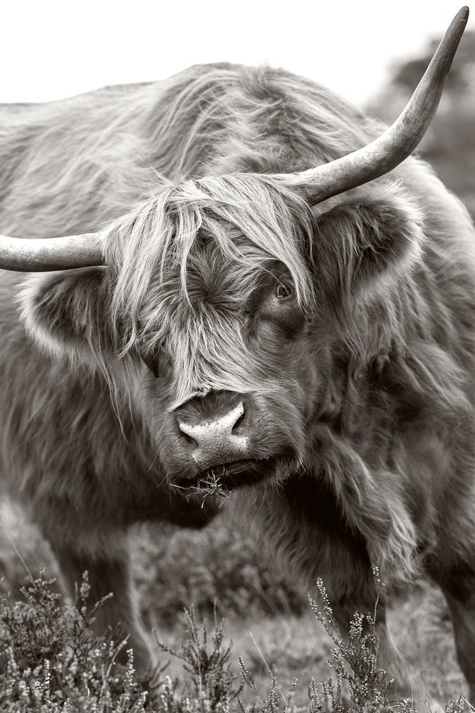 Majestic Highland Cow by Jacky Parker — canvas wall art