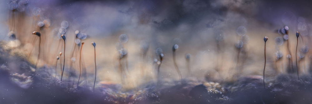 Dreamy Purple Stems by Kristina Zvinakeviciute — canvas wall art