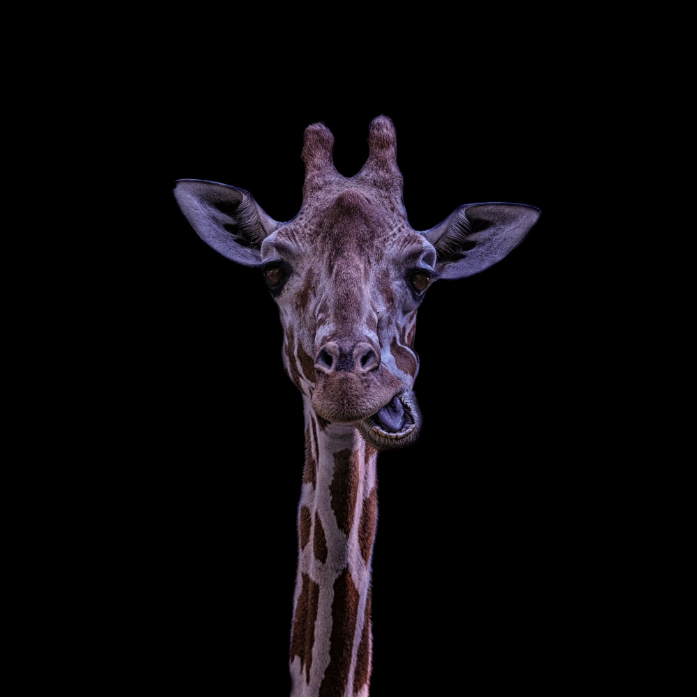 Playful Giraffe Face by Georgios Tsikiridis — canvas wall art