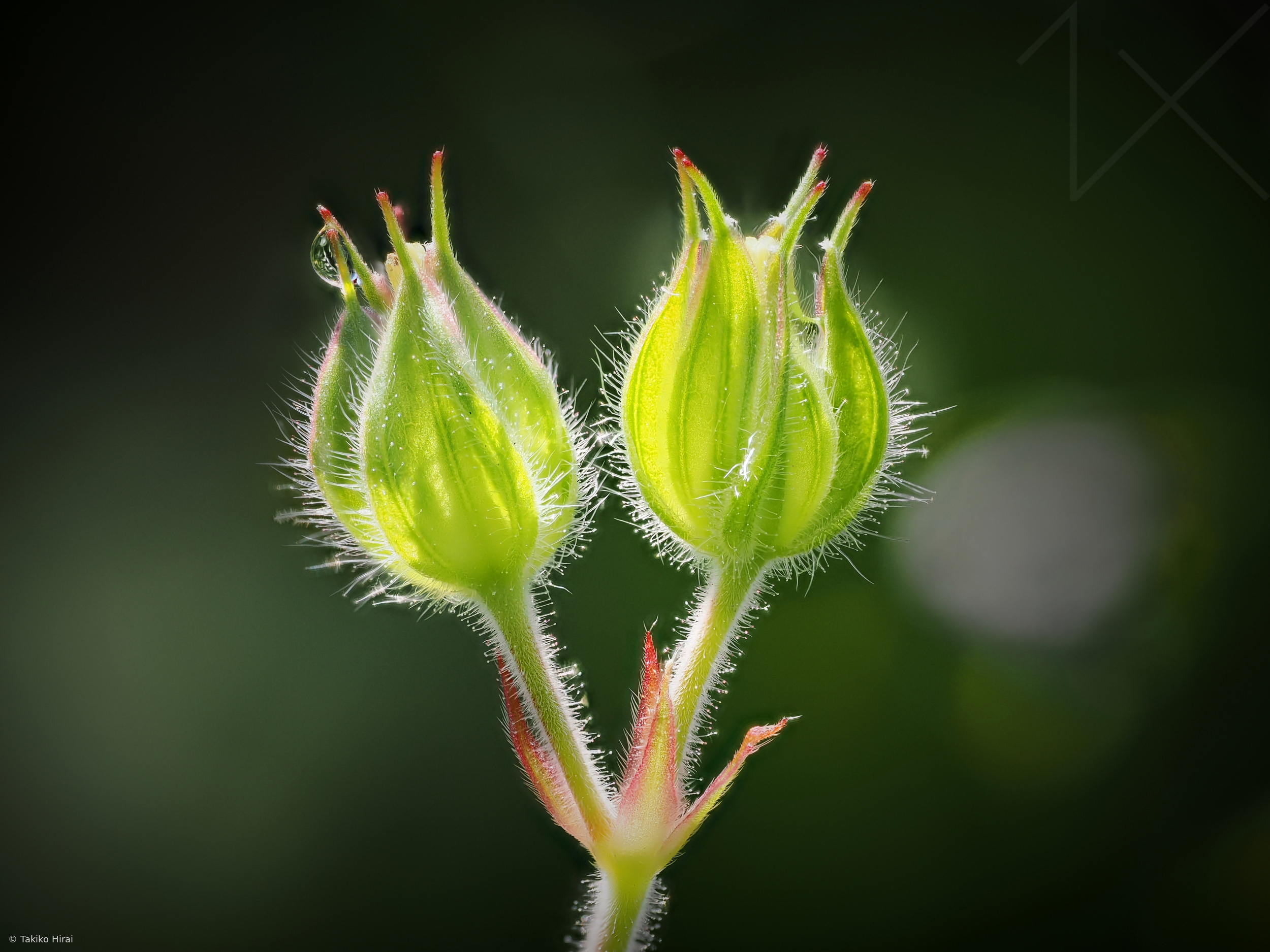 American Geranium