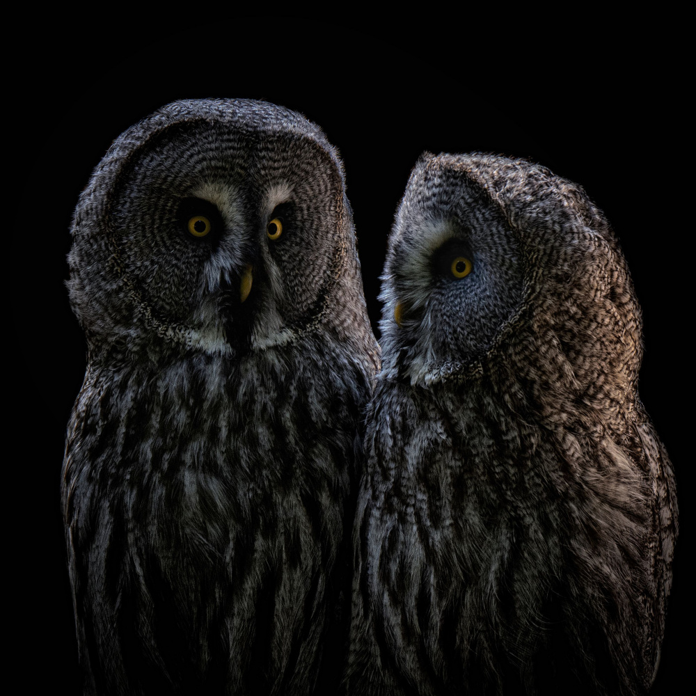Pair of Great Gray Owls by Georgios Tsikiridis — canvas wall art