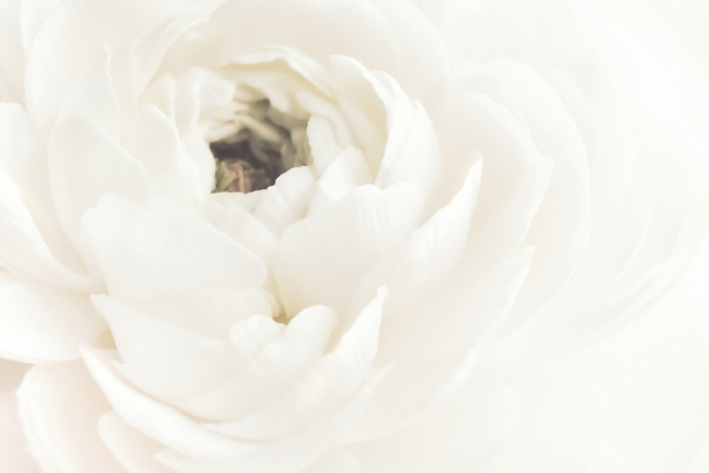 Soft White Bloom by Old Artists Studio III — canvas wall art