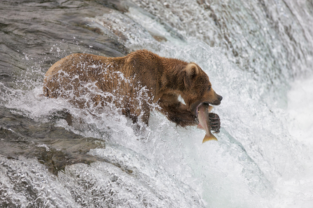 Grizzly Catches Salmon by Peter Stahl — canvas wall art