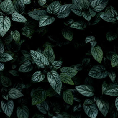 Deep Green Foliage