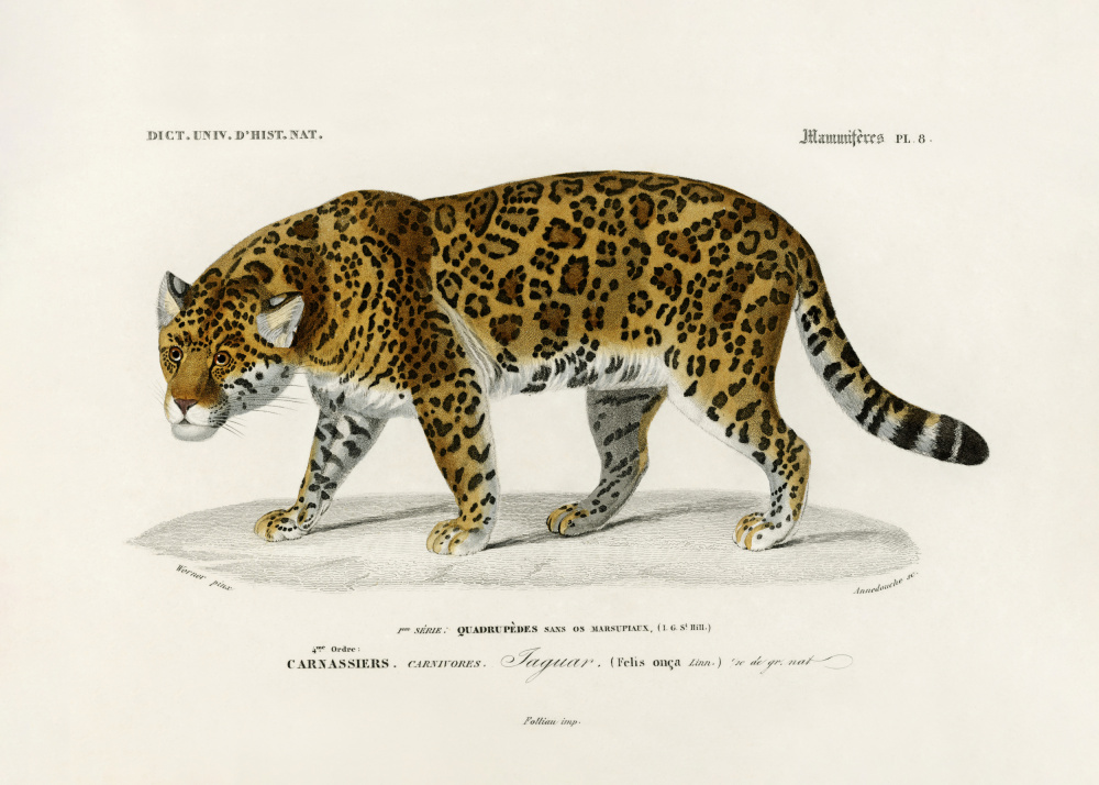 Jaguar (panthera Onca) by Charles Dessalines D Orbigny — canvas wall art