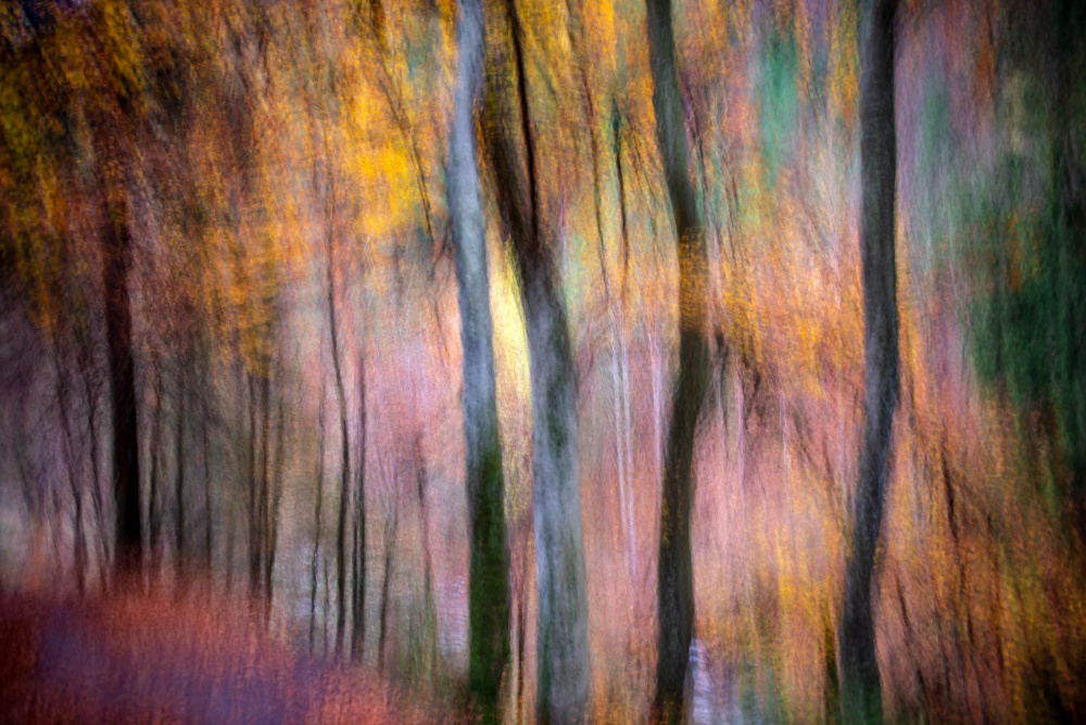 Impressionist Autumn Forest by Silvija Danelsone — canvas wall art