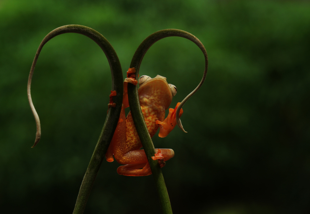 Curious Tree Frog by Abdul Gapur Dayak — canvas wall art