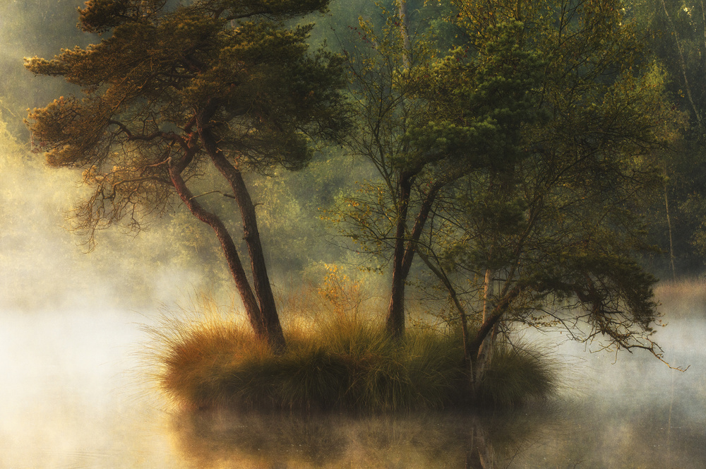 Misty Island Trees by Anton van Dongen — canvas wall art