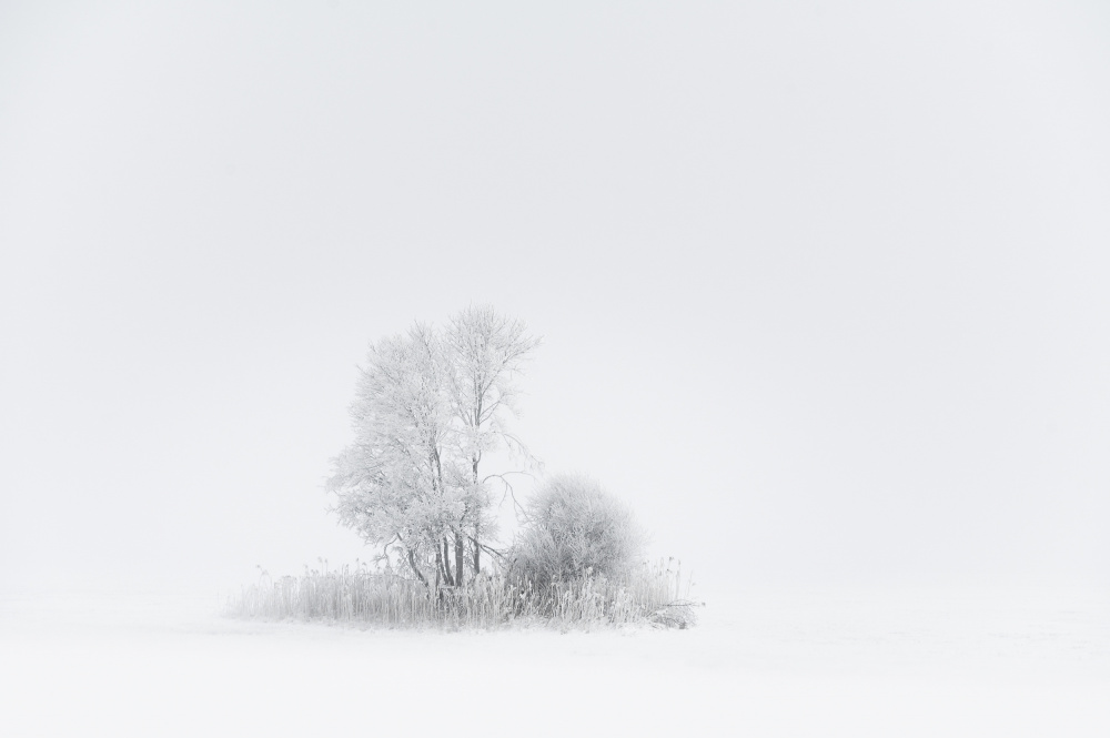 Frosted Winter Trees by Tom Meier — canvas wall art