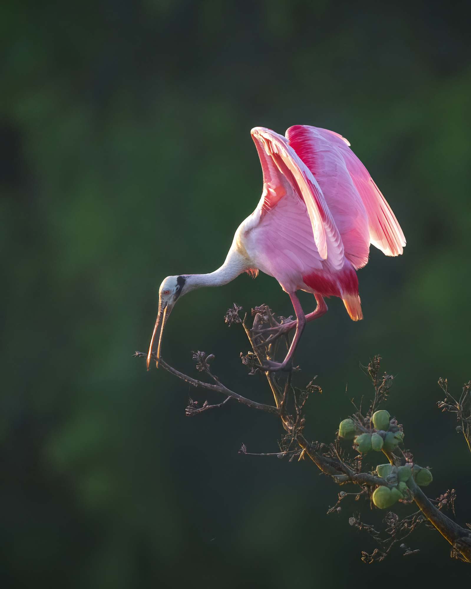 Roseate Spoonbill 5