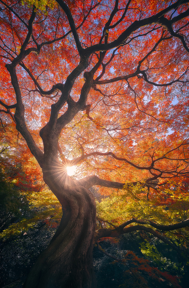 Red Maple Sunburst by Javier de la Torre — canvas wall art