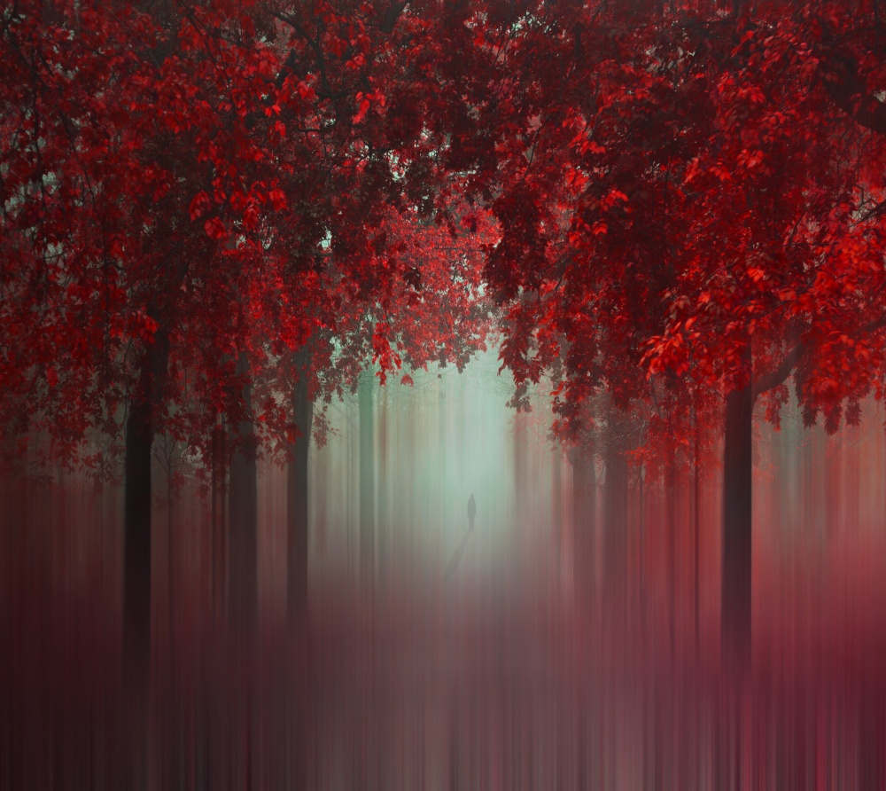 Vibrant Autumn Forest Walk by Ildiko Neer — canvas wall art