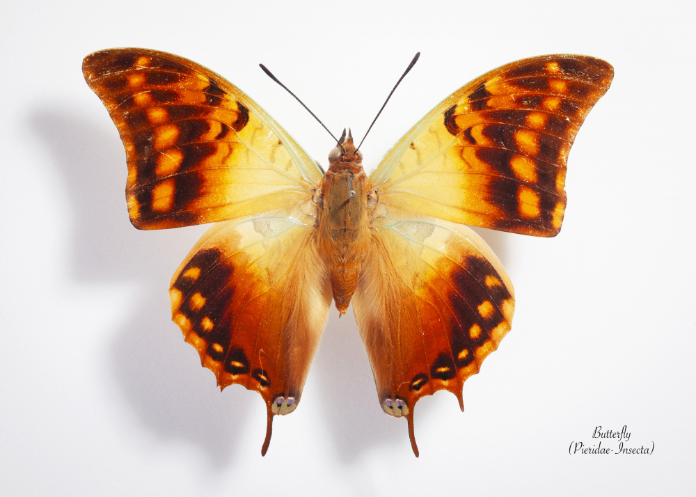Vibrant Butterfly Specimen by Johan Botha "Sabie" — canvas wall art