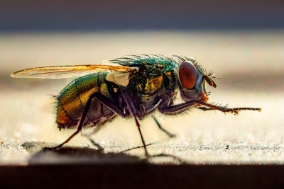 Golden Interloper by Bruce Li
