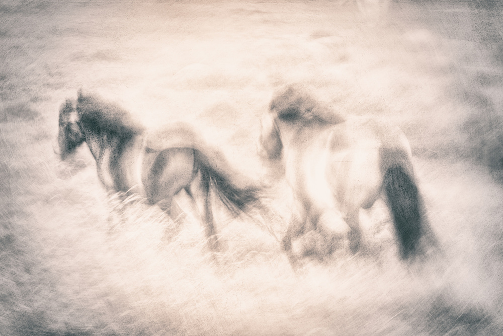 Galloping Horses Dream by Gustav Davidsson — canvas wall art