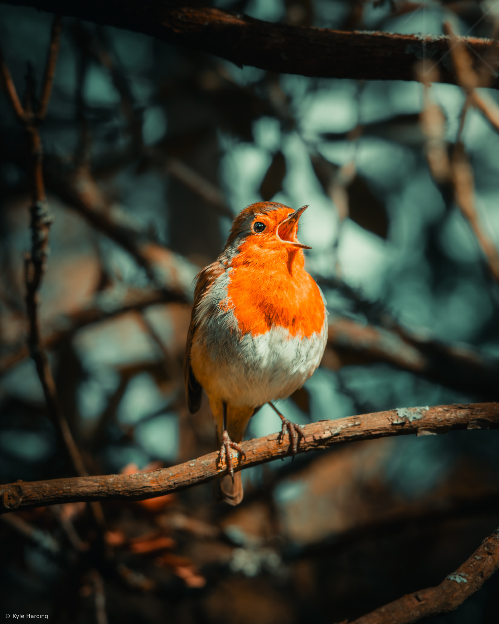 The Soloist
