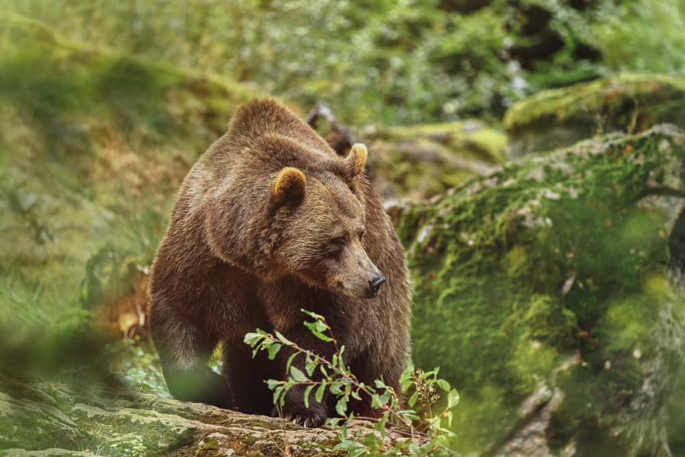 Majestic Brown Bear by Jiří Švestka — canvas wall art