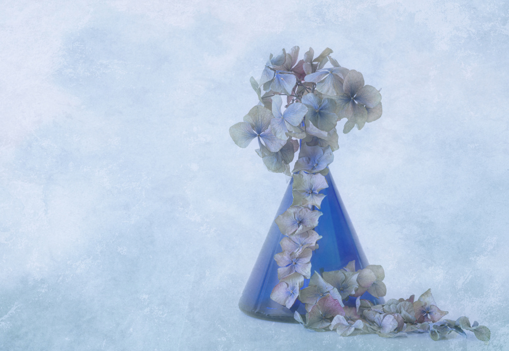Blue Hydrangea Still Life by Marie-anne Stas — canvas wall art