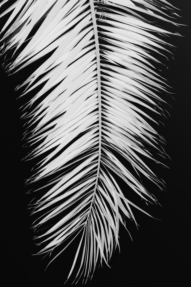 Monochrome Palm Elegance by Old Artists Studio III — canvas wall art