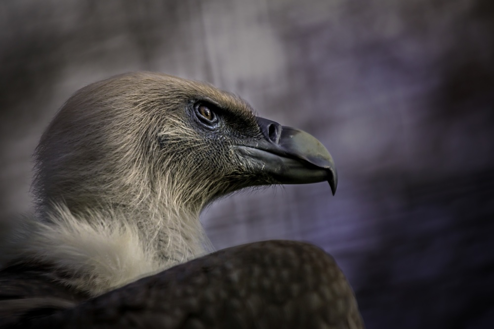Watchful Vulture Gaze by Dennis Mohrmann — canvas wall art