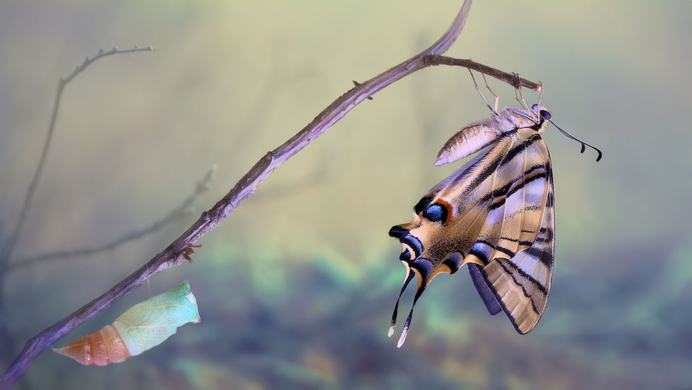 Delicate Butterfly Emergence by Jimmy Hoffman — canvas wall art